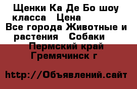 Щенки Ка Де Бо шоу класса › Цена ­ 60 000 - Все города Животные и растения » Собаки   . Пермский край,Гремячинск г.